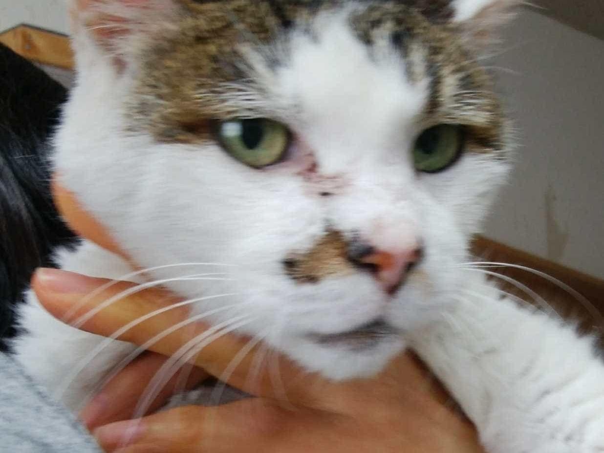 保護された猫 保護された猫