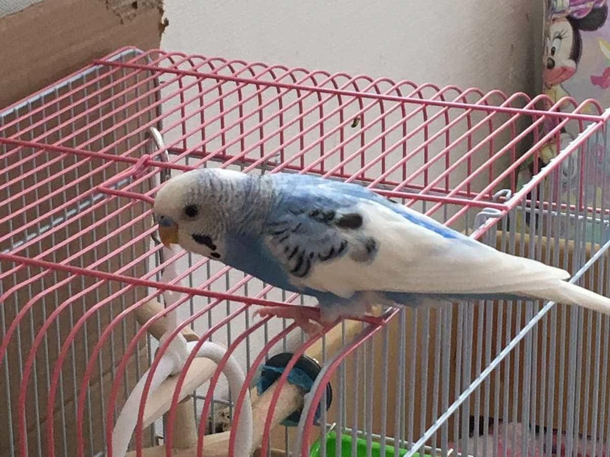 ピーちゃん ピーちゃん
