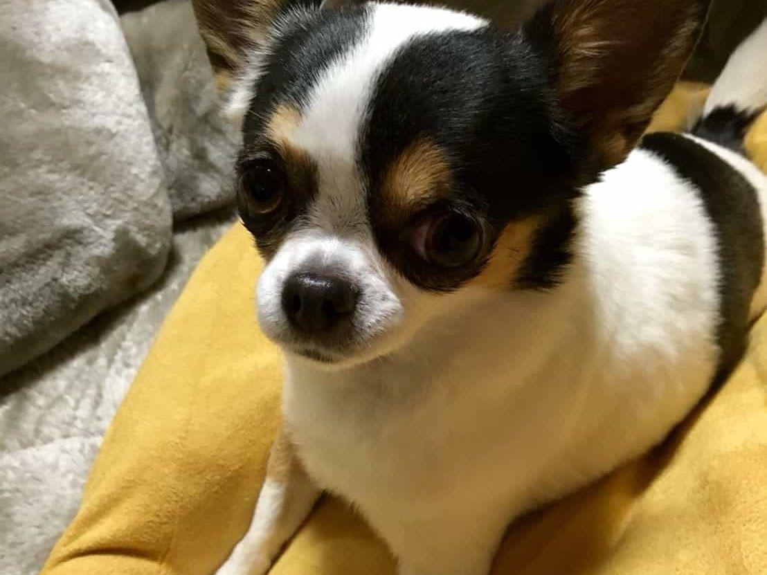 アンちゃん アンちゃん