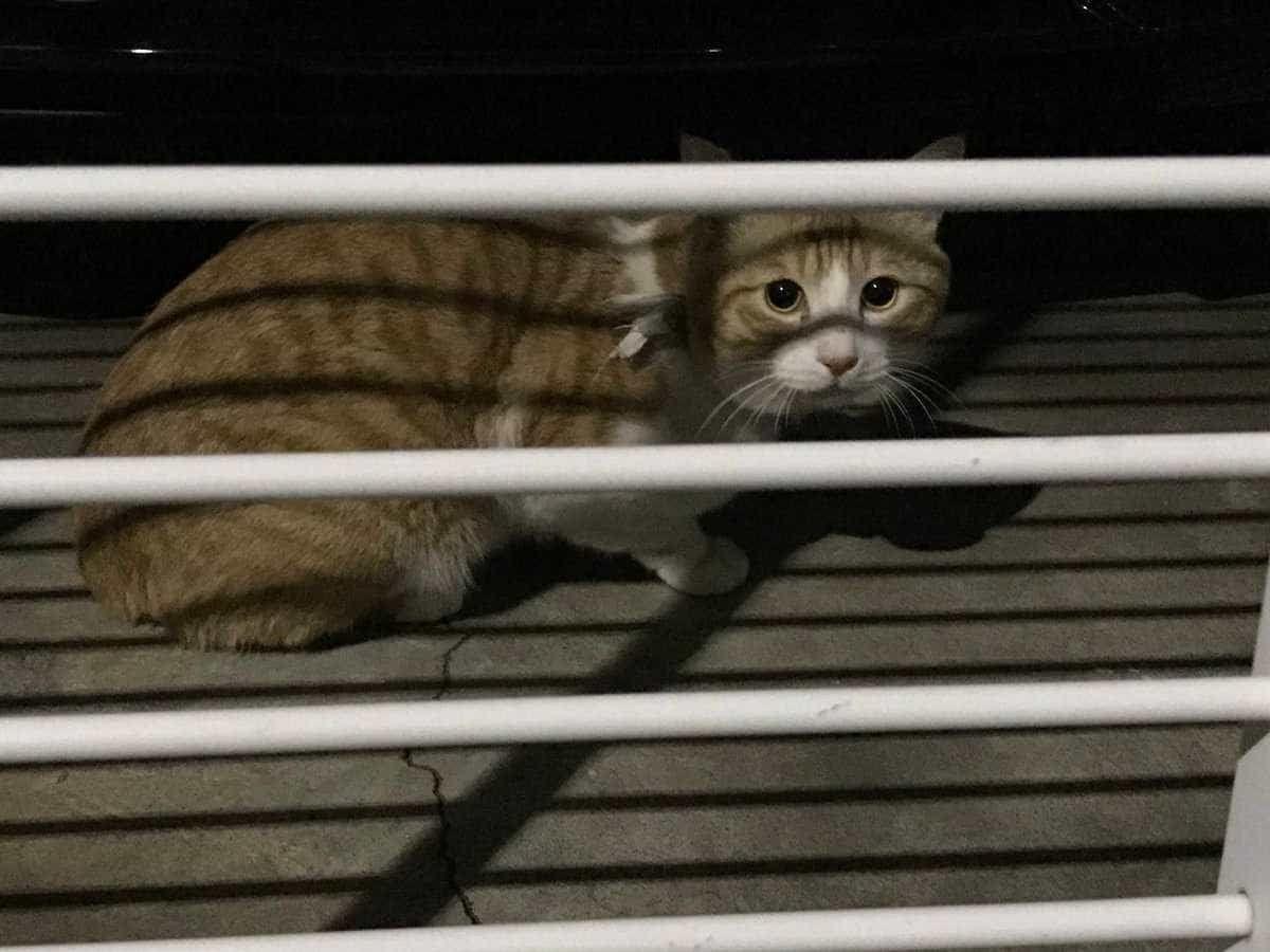 目撃された猫 目撃された猫