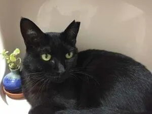 左耳カット サクラ耳 の黒猫を見かけませんか 探しています