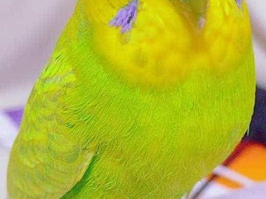 愛知県高浜市/黄色いインコ探してます!ちゃん 愛知県高浜市/黄色いインコ探してます!ちゃん