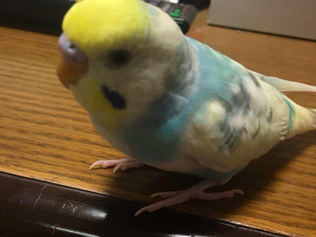 ソラちゃん ソラちゃん