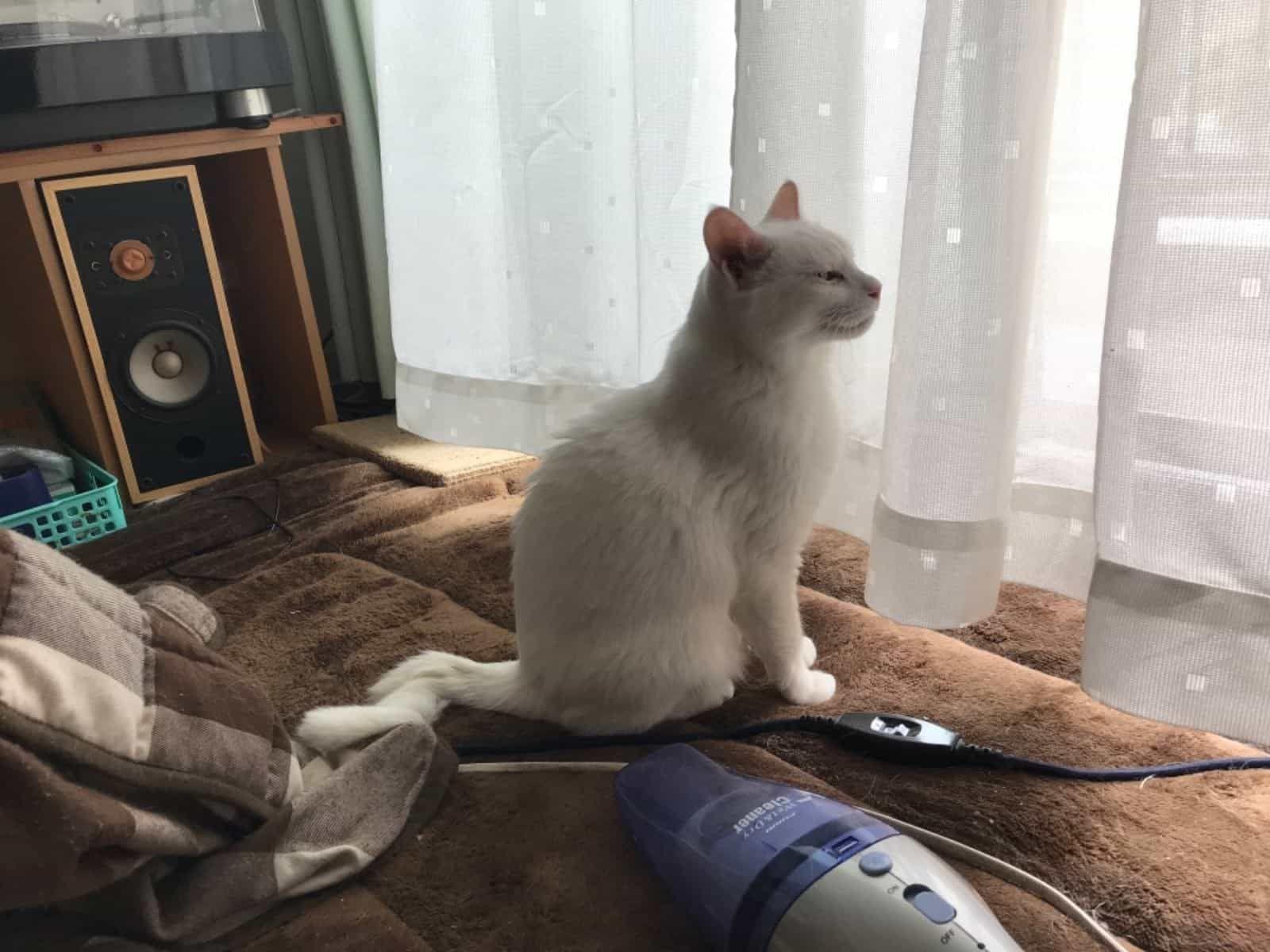 モチちゃん モチちゃん