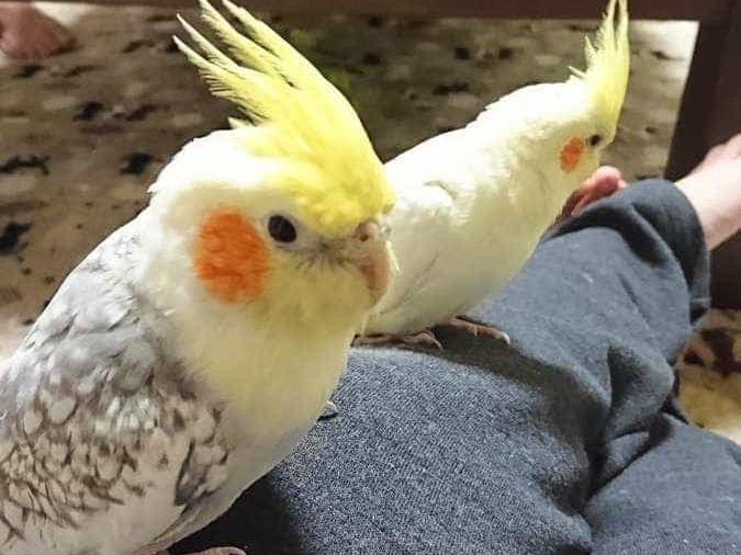ポッポちゃん ポッポちゃん