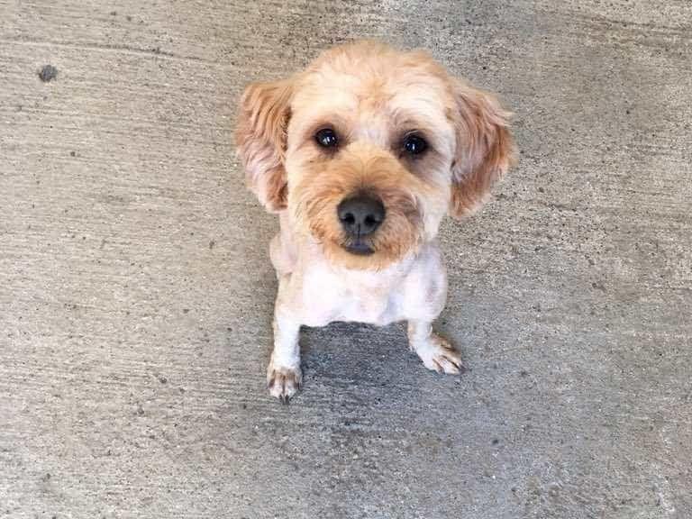保護された犬 保護された犬