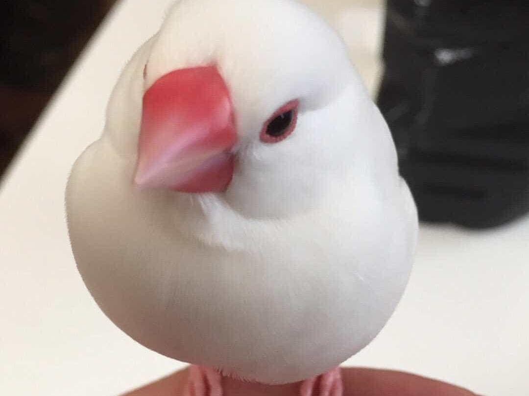 モモちゃん モモちゃん