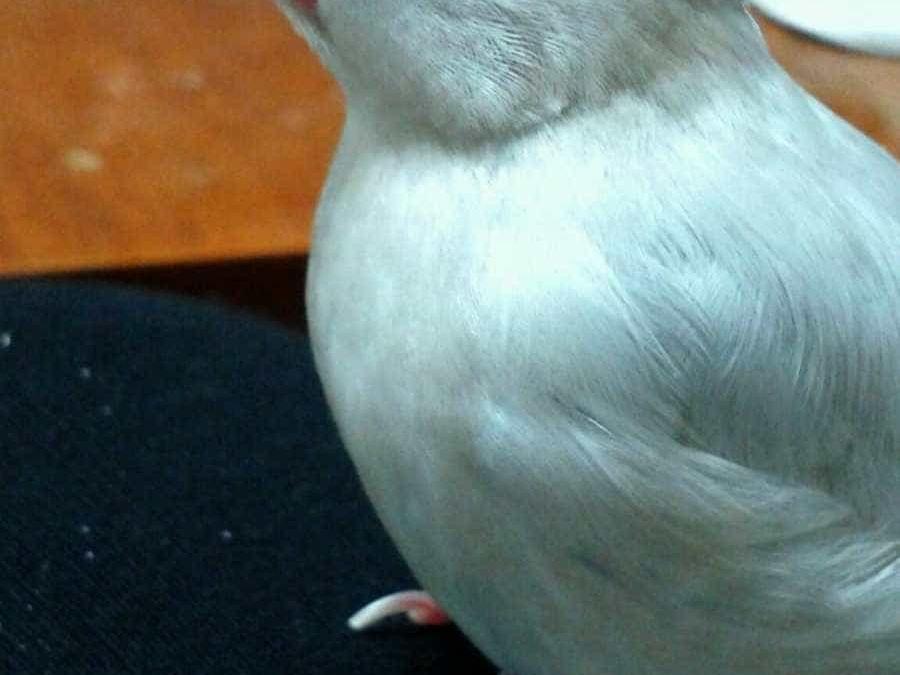 みこちゃん みこちゃん