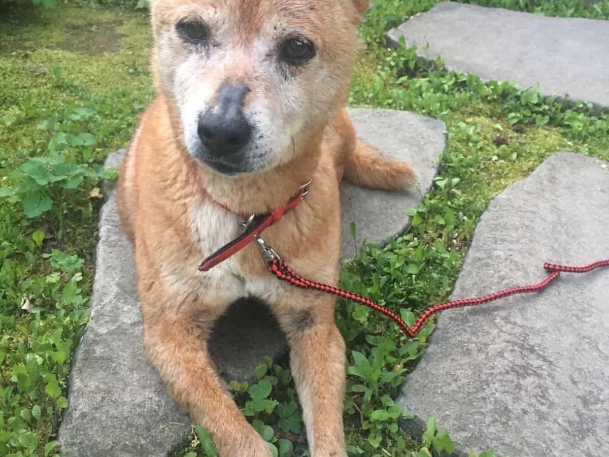 保護された犬 保護された犬