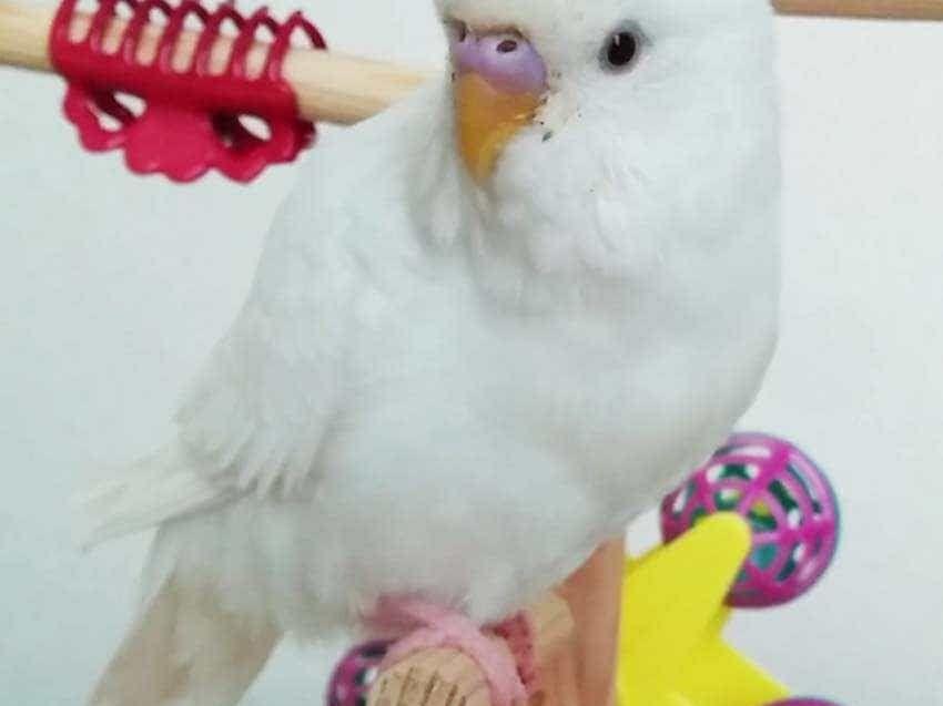 ポーちゃん ポーちゃん