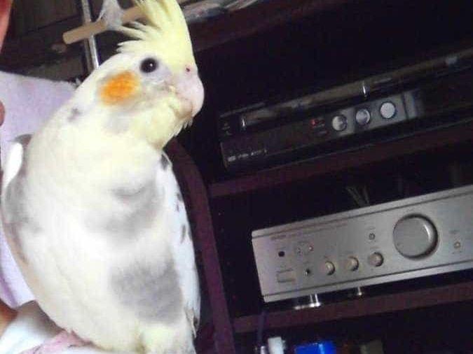 インコちゃん インコちゃん