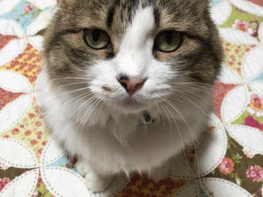 福来ちゃん 福来ちゃん
