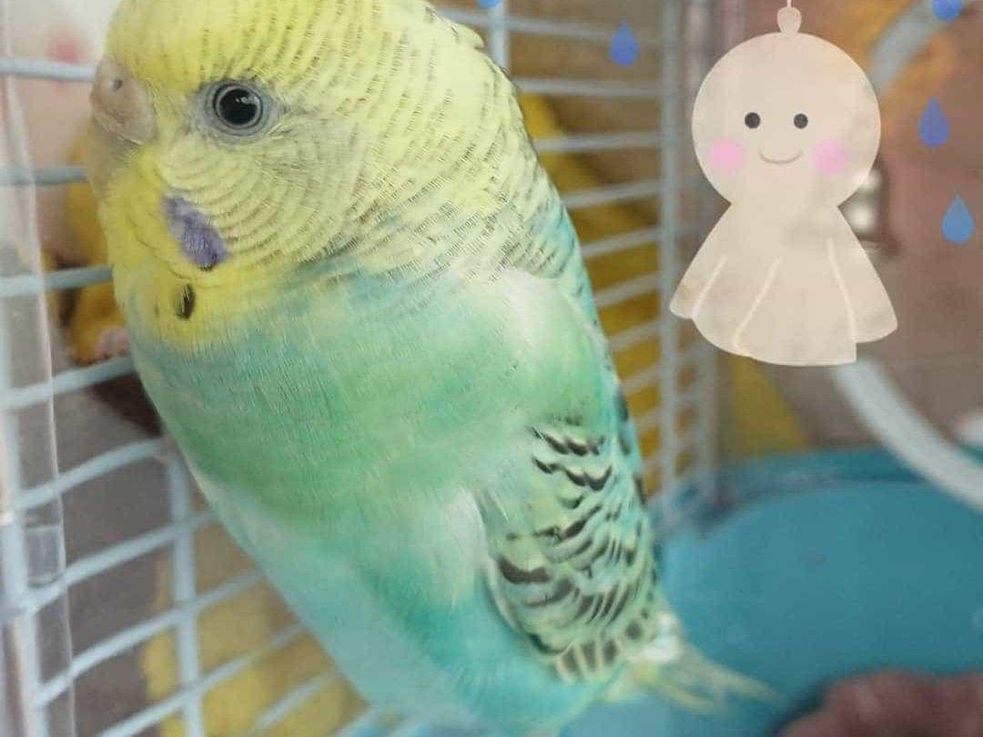 シエルちゃん シエルちゃん