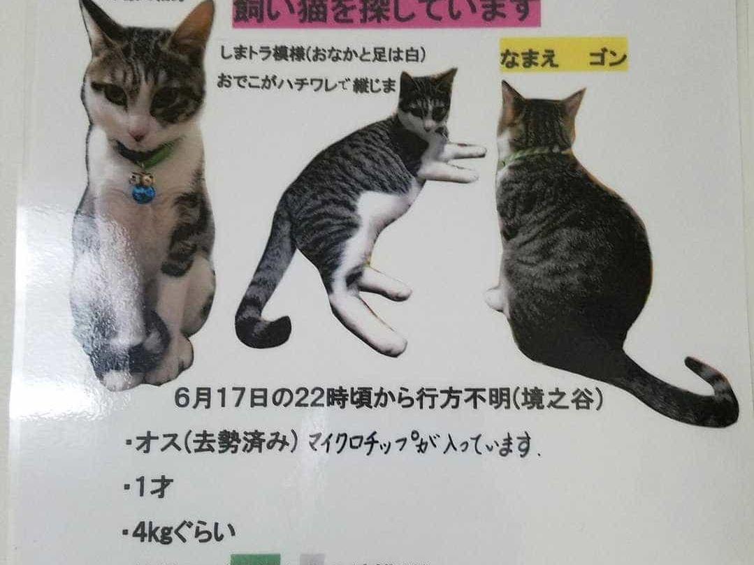 ゴンちゃん ゴンちゃん