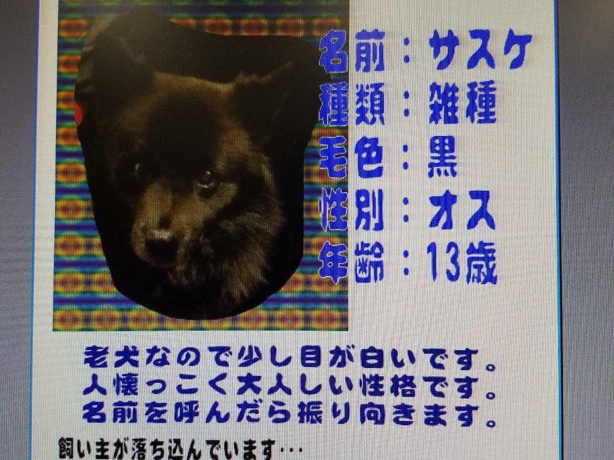 サスケちゃん サスケちゃん