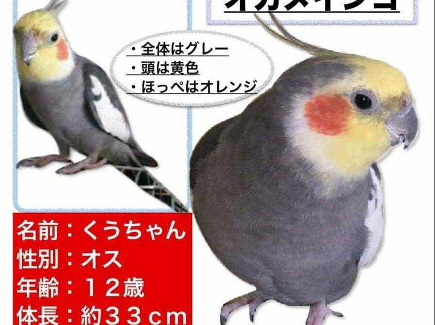 クウちゃん クウちゃん