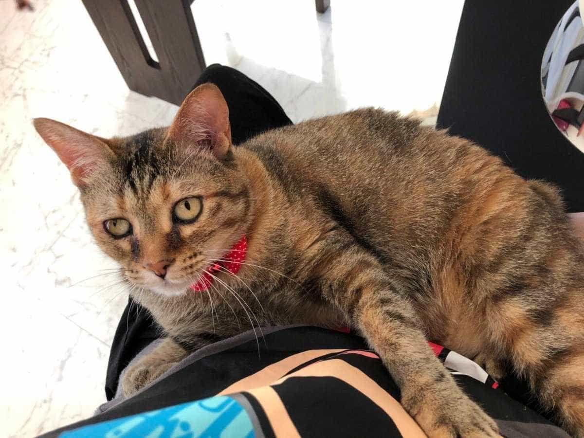 猫ちゃん 猫ちゃん