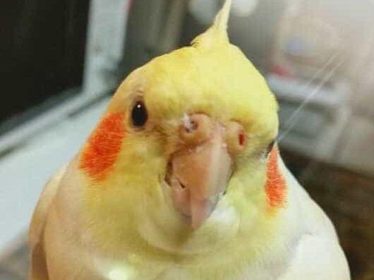 ここちゃん ここちゃん