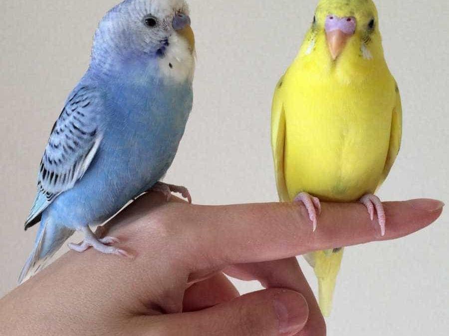 くぅちゃん くぅちゃん