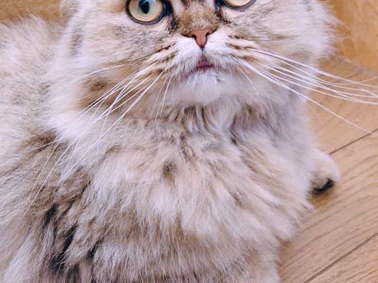 みるくちゃん みるくちゃん