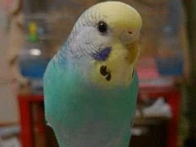 アイスちゃん アイスちゃん