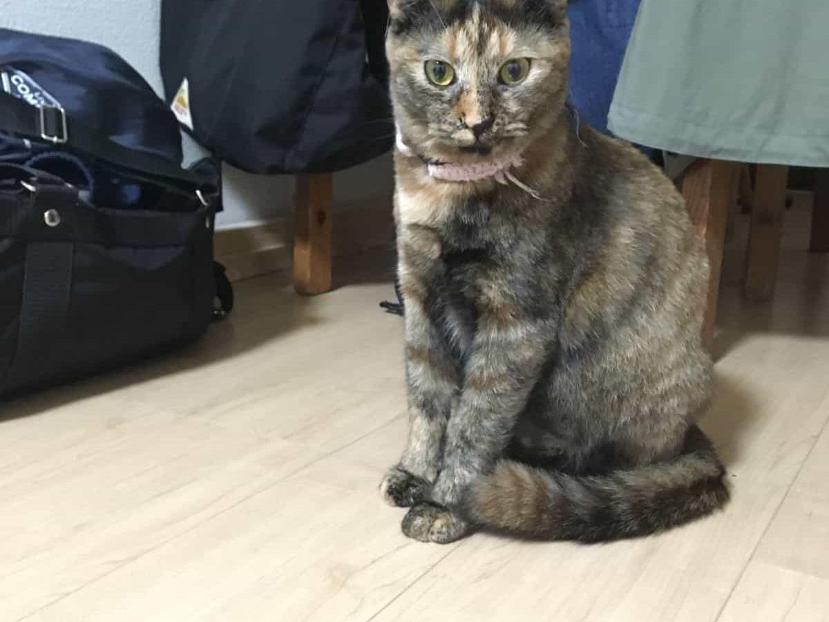 すずちゃん すずちゃん
