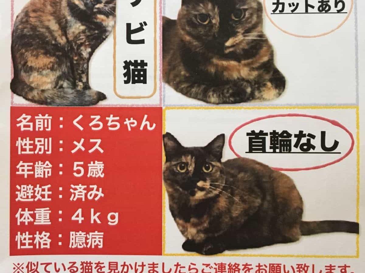 くろちゃん くろちゃん