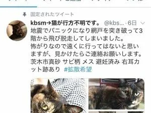 6月18日大阪北部地震でパニックになり網戸を突き破り行方不明です。