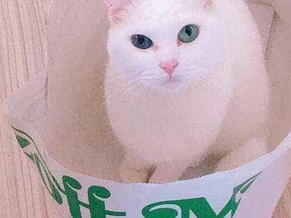 ニャースちゃん ニャースちゃん