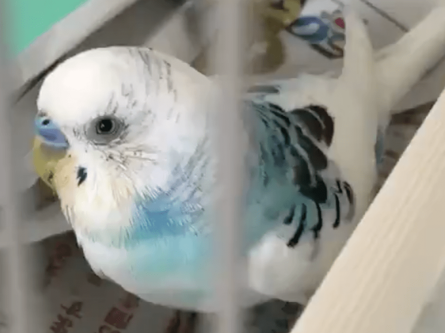 トモちゃん トモちゃん