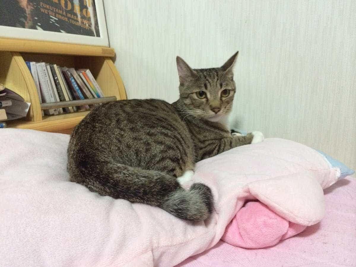 いきちゃん いきちゃん