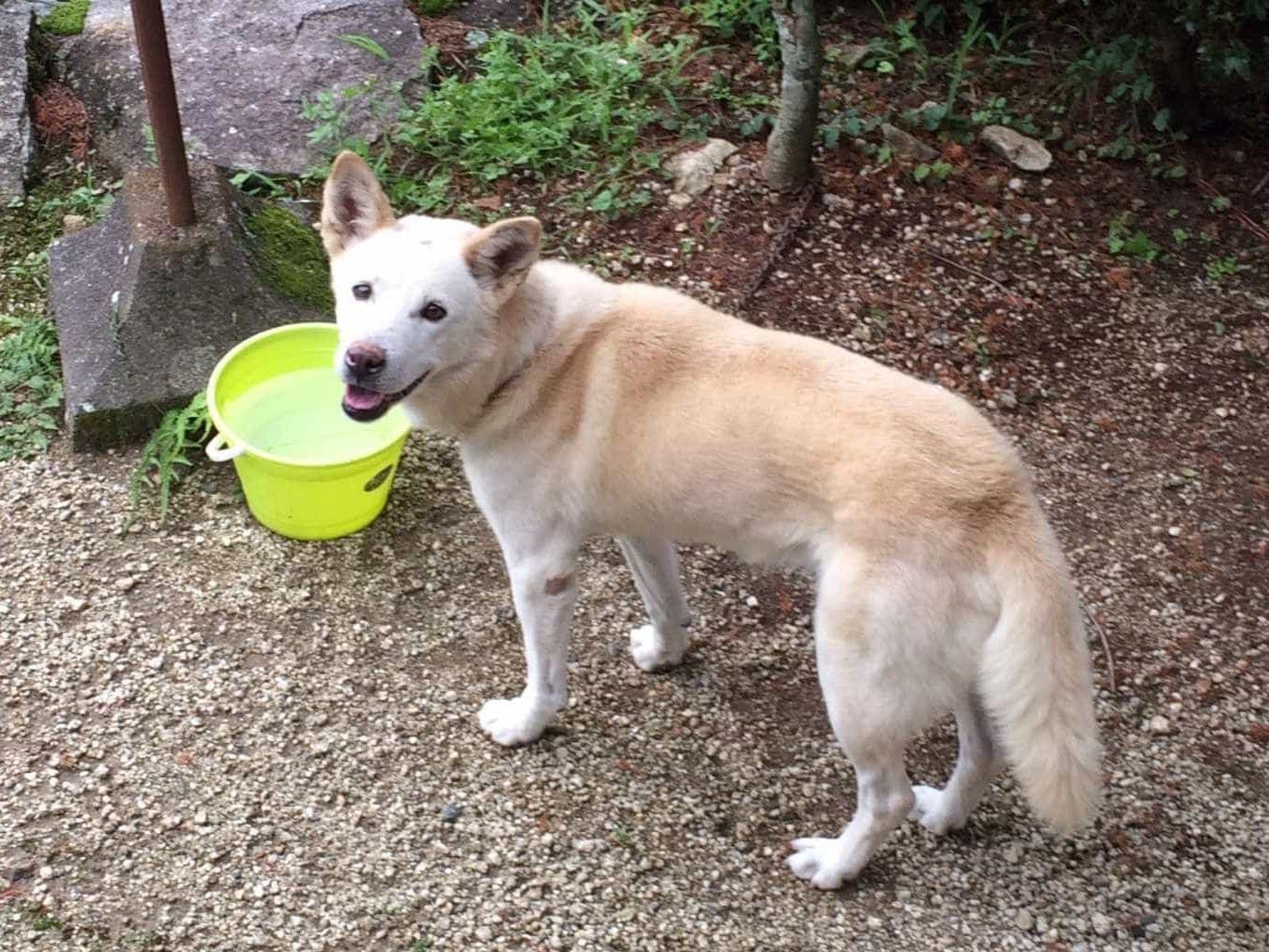 こてつちゃん こてつちゃん