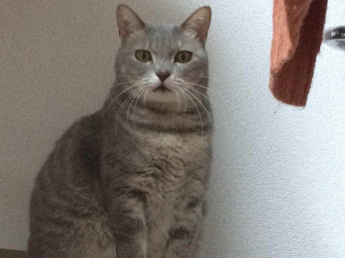 はるちゃん はるちゃん