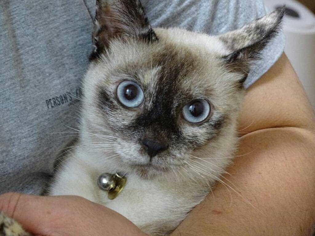 しらすちゃん しらすちゃん