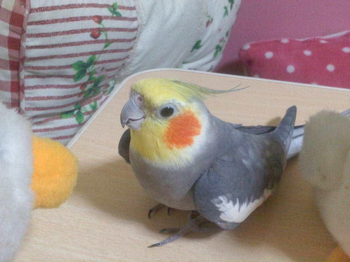 ショコラちゃん ショコラちゃん