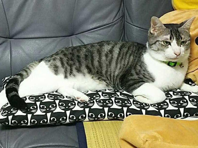サバトラちゃん サバトラちゃん