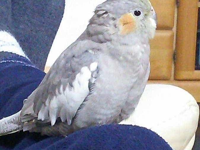 ピスケちゃん ピスケちゃん