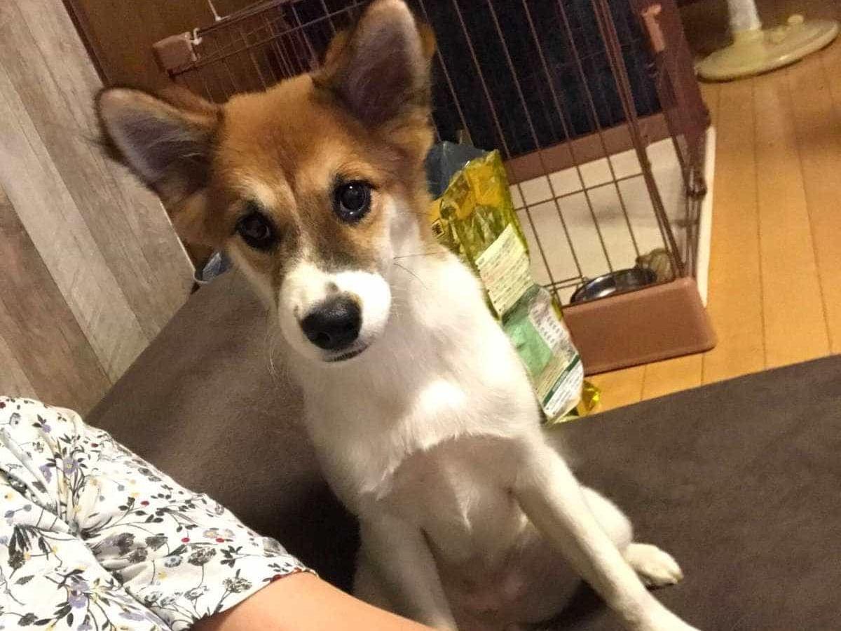 ランちゃん ランちゃん