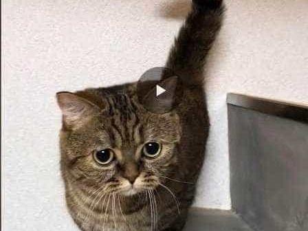 シャルルちゃん シャルルちゃん