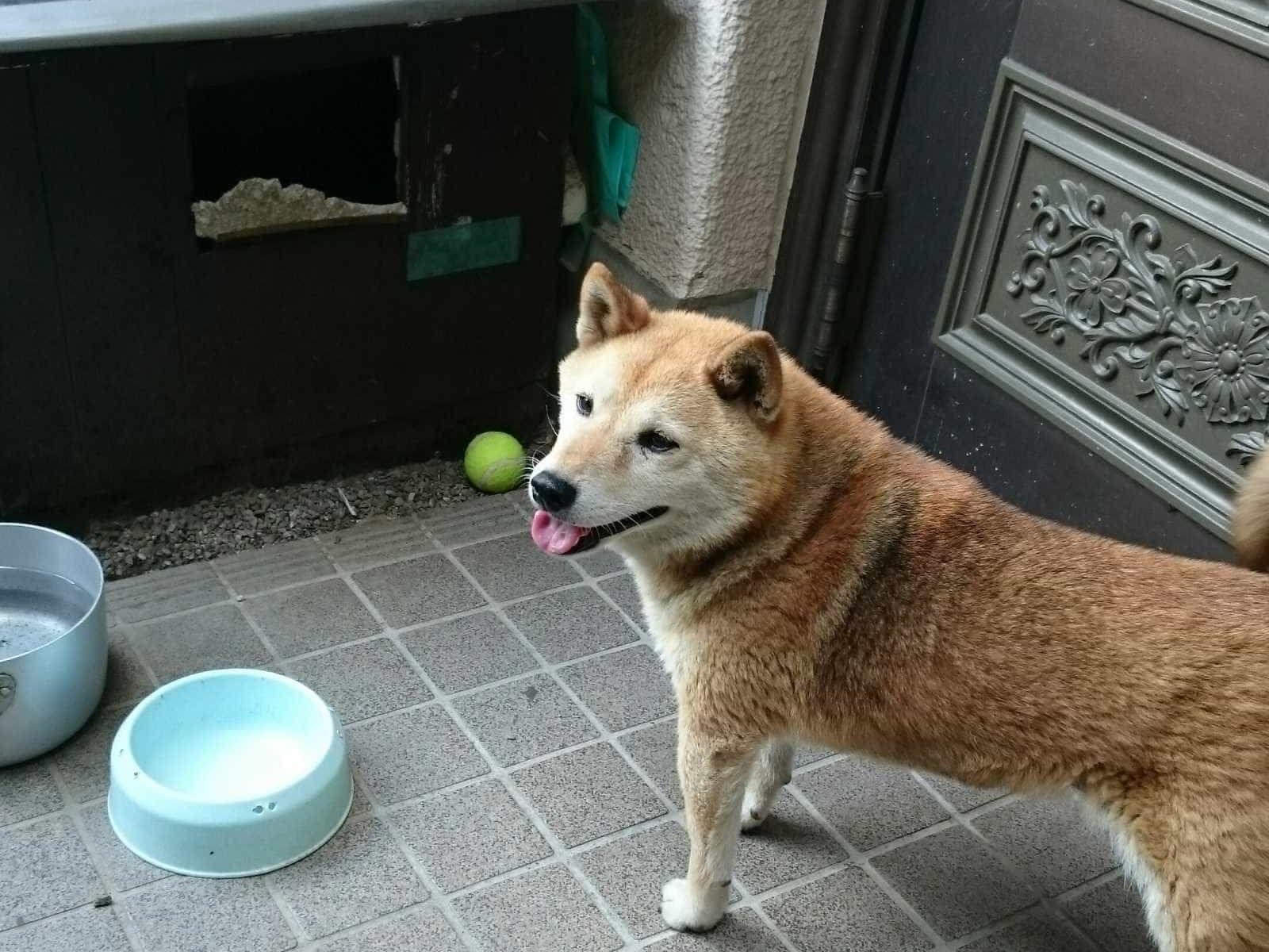 ベルちゃん ベルちゃん