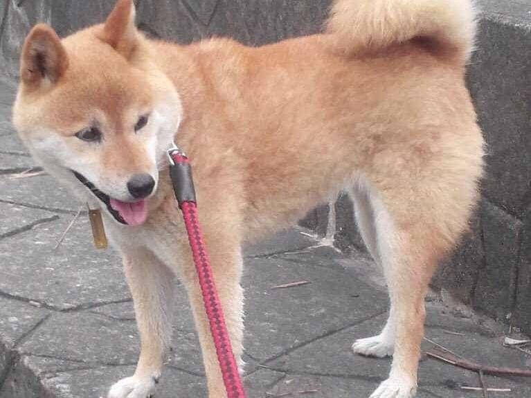 ワンコちゃん ワンコちゃん