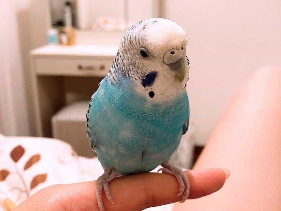 きなこちゃん きなこちゃん