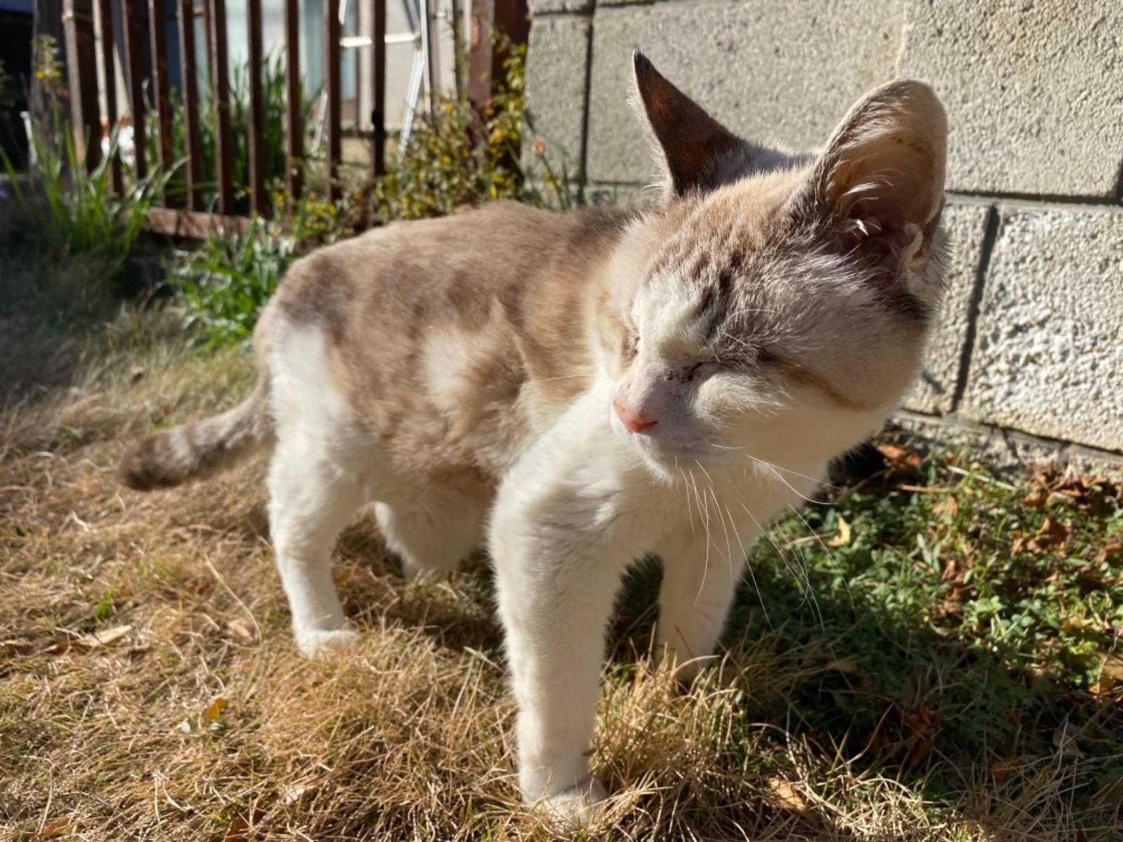 保護された猫 保護された猫