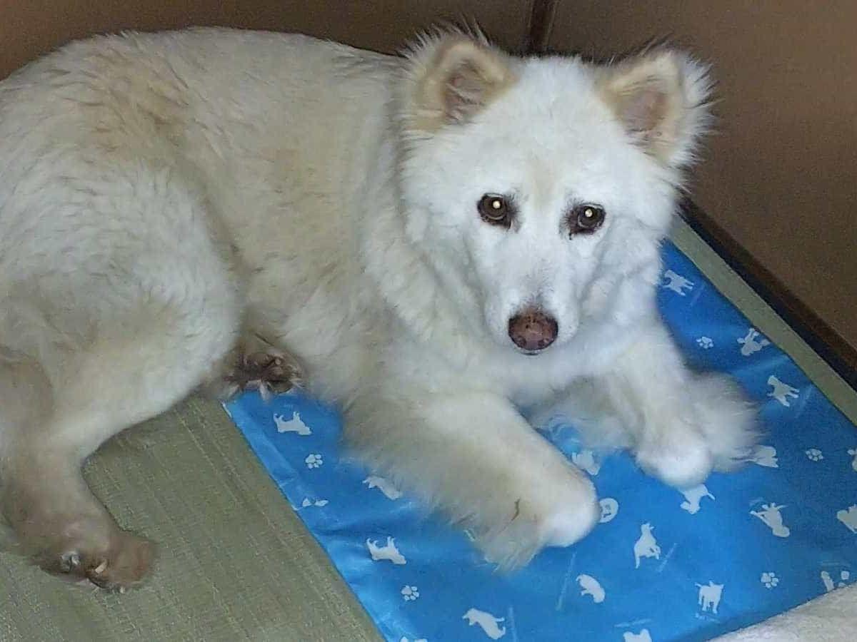 こまりちゃん こまりちゃん