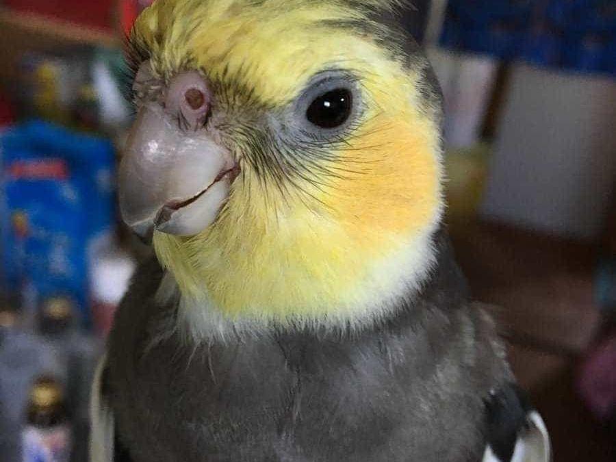 アッシュちゃん アッシュちゃん