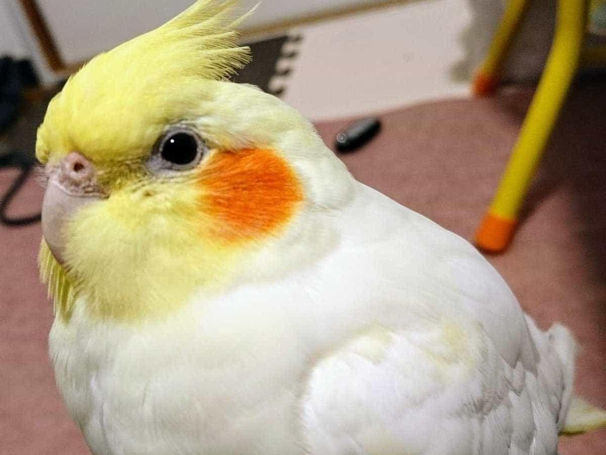 ティノちゃん ティノちゃん