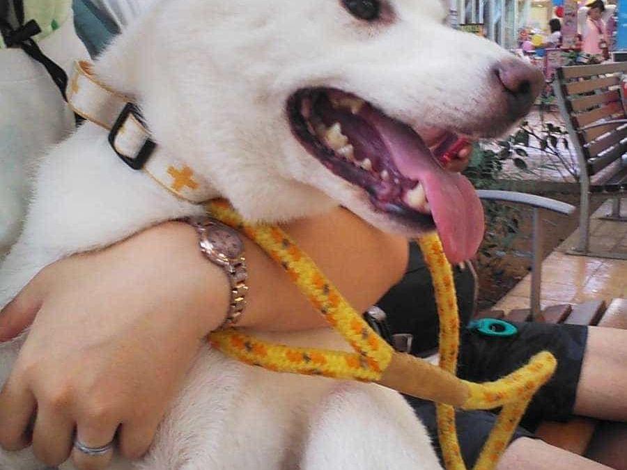 保護された犬 保護された犬