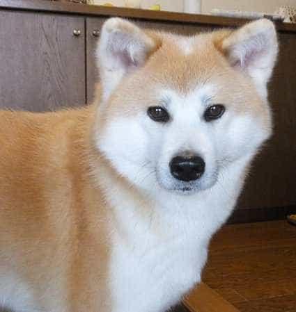 茶色の毛の大きい秋田犬を探してます