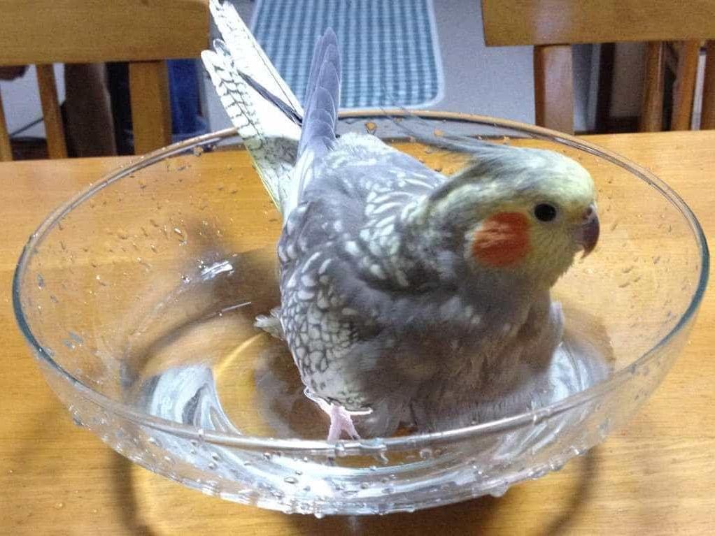 くぅちゃん くぅちゃん
