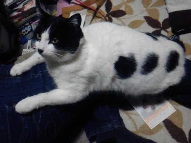 ちびちゃん ちびちゃん